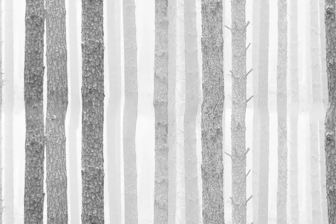 Fototapeta: Las brzozowy w szarych kolorach