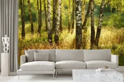 Fototapeta: Las brzozowy z trawami o poranku