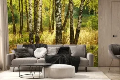 Fototapeta: Las brzozowy z trawami o poranku