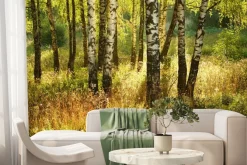 Fototapeta: Las brzozowy z trawami o poranku