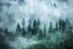 Fototapeta: Las iglasty we mgle w chłodnych odcieniach