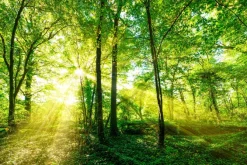Fototapeta: Las skąpany w złotawym słońcu