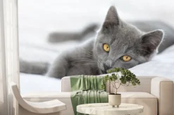 Fototapeta: Leżący kot brytyjski