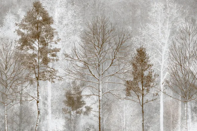 Fototapeta: Leśny motyw z wysokimi drzewami i szarym tłem