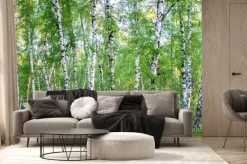 Fototapeta: Letni brzozowy las z promieniami słońca