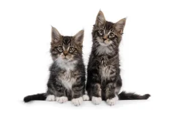 Fototapeta: Małe puszyste koty na białym tle