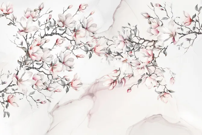 Fototapeta: Magnolia biało różowe kwiaty