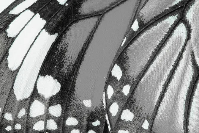 Fototapeta: Makro zbliżenie na teksturę skrzydła motyla szczegółowa fotografia