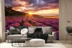 Fototapeta: Malowniczy krajobraz z lawendą o zachodzie słońca