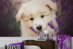 Fototapeta: Mały biały pies wśród pola lawendy