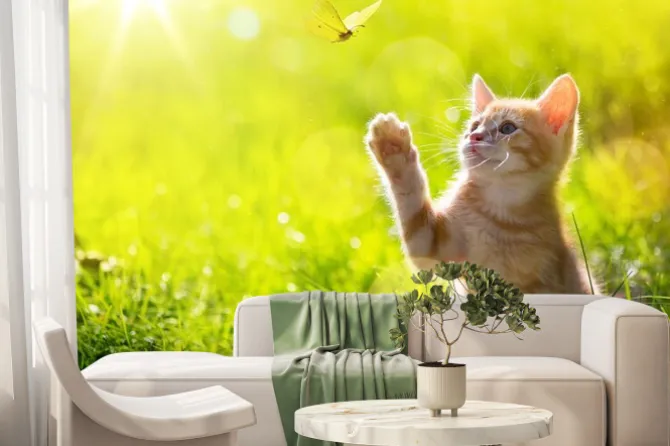 Fototapeta: Mały kotek z motylem na słonecznej łące