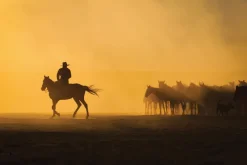 Fototapeta: Mężczyzna z końmi na pustyni