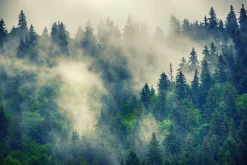 Fototapeta: Mglisty górski las iglasty krajobraz