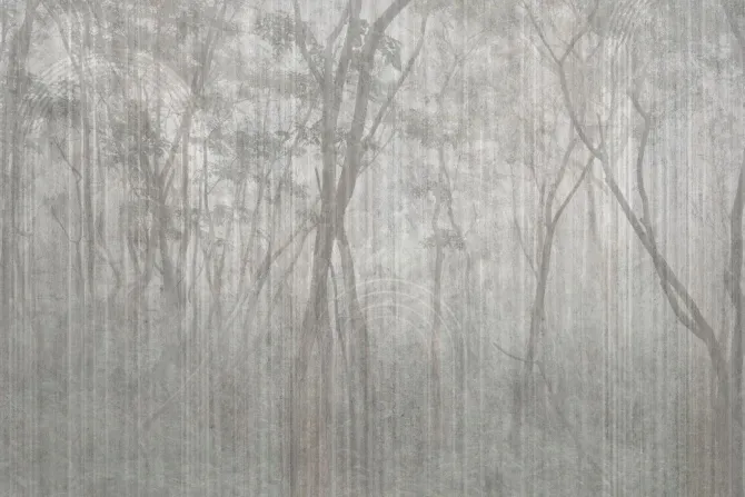 Fototapeta: Mglisty krajobraz drzew w parku