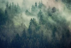 Fototapeta: Mglisty las jodłowy w kolorach zieleni i brązu