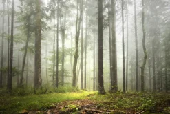 Fototapeta: Mglisty las w deszczowym krajobrazie