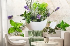 Fototapeta: Naturalne świeże zioła bazylia i lawenda