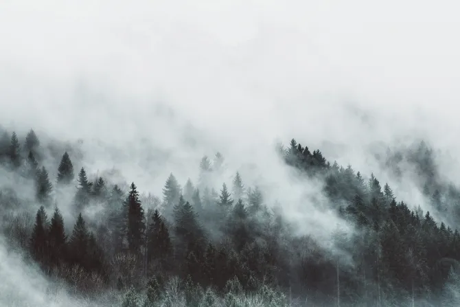 Fototapeta: Nostalgiczny widok lasu we mgle