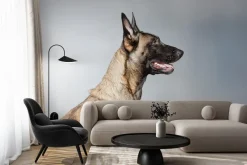 Fototapeta: Owczarek belgijski portret na szarym tle fotografia