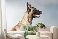 Fototapeta: Owczarek belgijski portret na szarym tle fotografia