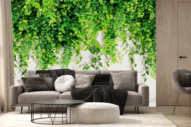 Fototapeta: Ozdobne zielone pnącza zwisające z góry