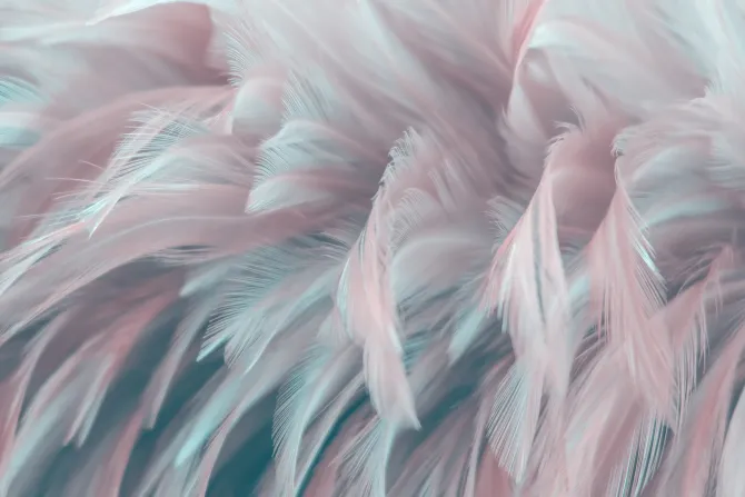 Fototapeta: Pastelowe pióra z przestrzennym efektem 3d