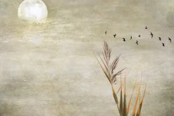 Fototapeta: Pełnia księżyca ptaki i trawa na tle betonu
