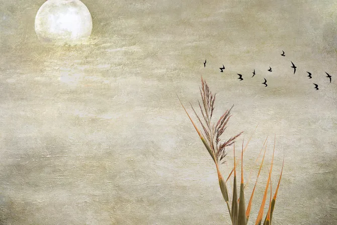 Fototapeta: Pełnia księżyca ptaki i trawa na tle betonu
