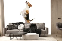 Fototapeta: Pies beagle w skoku na białym tle efekt 3d