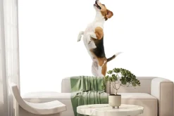 Fototapeta: Pies beagle w skoku na białym tle efekt 3d