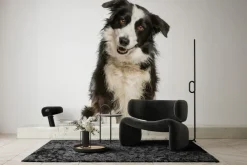 Fototapeta: Pies border collie na białym tle