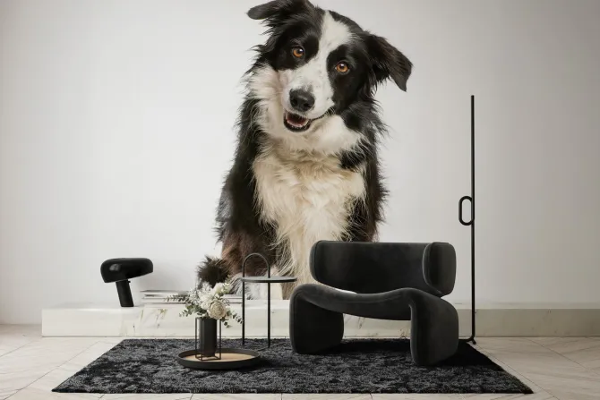 Fototapeta: Pies border collie na białym tle