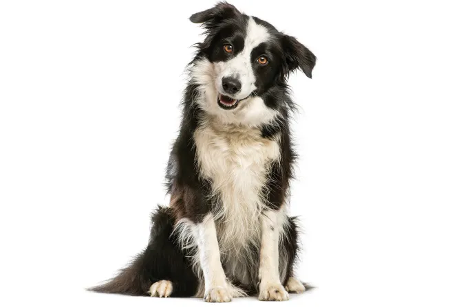 Fototapeta: Pies border collie na białym tle