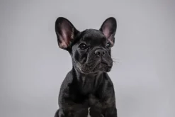 Fototapeta: Pies buldog francuski szczeniak