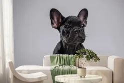 Fototapeta: Pies buldog francuski szczeniak