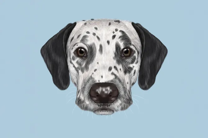 Fototapeta: Pies dalmatyńczyk na niebieskim tle