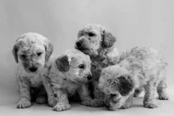 Fototapeta: Pies pudel miniaturowy szczeniak