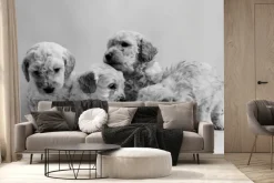 Fototapeta: Pies pudel miniaturowy szczeniak