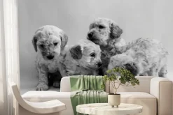 Fototapeta: Pies pudel miniaturowy szczeniak