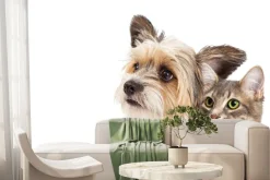 Fototapeta: Piesek i kot portret na białym tle