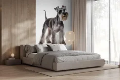 Fototapeta: Piesek schnauzer na białym tle