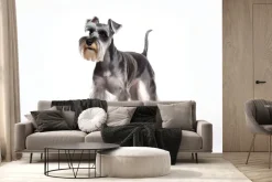 Fototapeta: Piesek schnauzer na białym tle