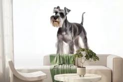 Fototapeta: Piesek schnauzer na białym tle