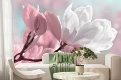 Fototapeta: Piękne białe i różowe kwiaty magnolii