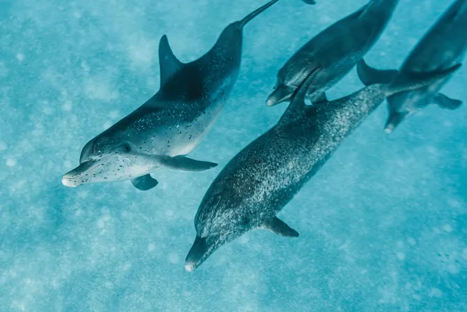 Fototapeta: Piękne delfiny pływające w morzu