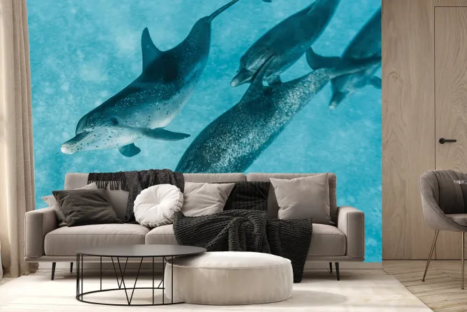 Fototapeta: Piękne delfiny pływające w morzu
