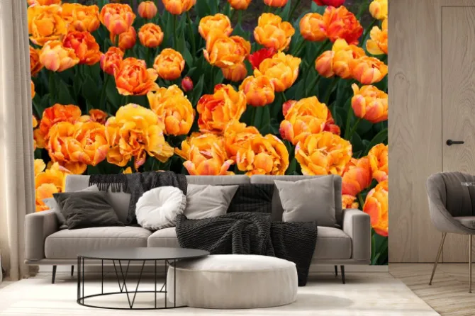 Fototapeta: Piękne kolorowe tulipany