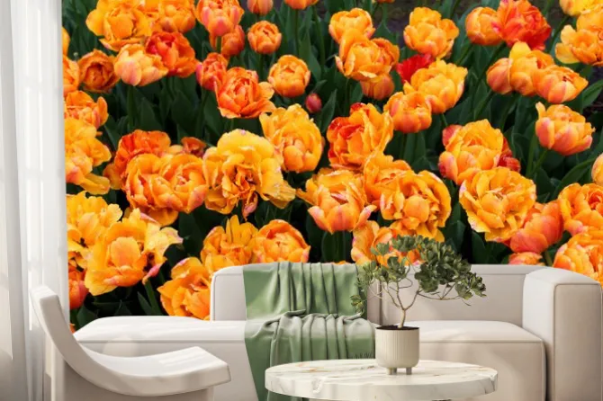 Fototapeta: Piękne kolorowe tulipany