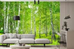 Fototapeta: Piękny krajobraz drzewa w lesie brzozowym