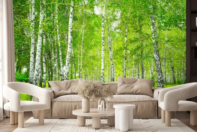 Fototapeta: Piękny krajobraz drzewa w lesie brzozowym